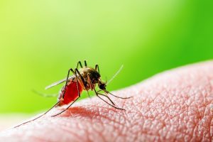 Naturalny spray na komary i kleszcze